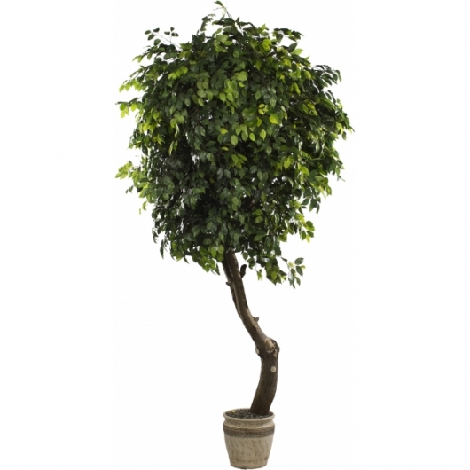 Искусственное растение Фикус в аренду