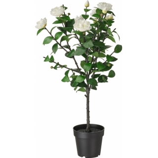 Камелия 92 см