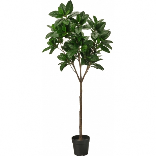 Искусственное растение Магнолия 190 см в аренду